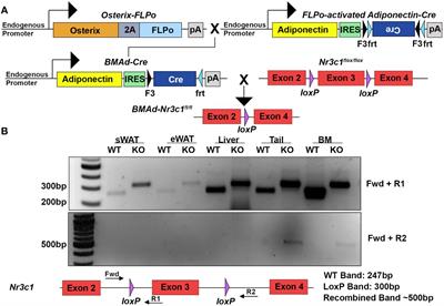 Deficiency of glucocorticoid receptor in bone marrow adipocytes has mild effects on bone and hematopoiesis but does not influence expansion of marrow adiposity with caloric restriction